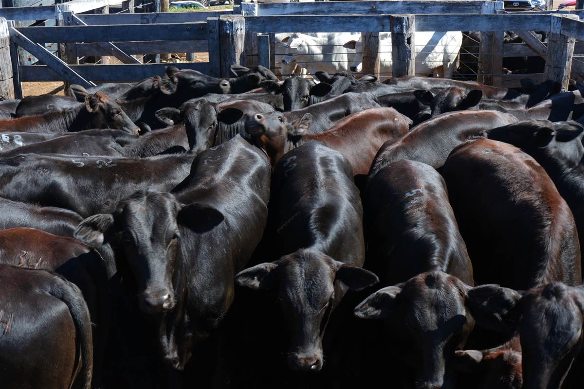 Clique para ver - Foto 1