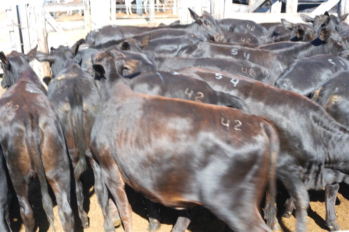 Clique para ver - Foto 0