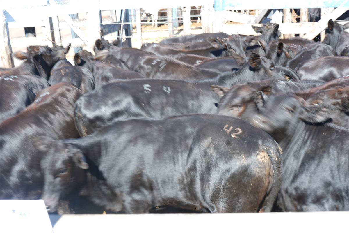 Clique para ver - Foto 1