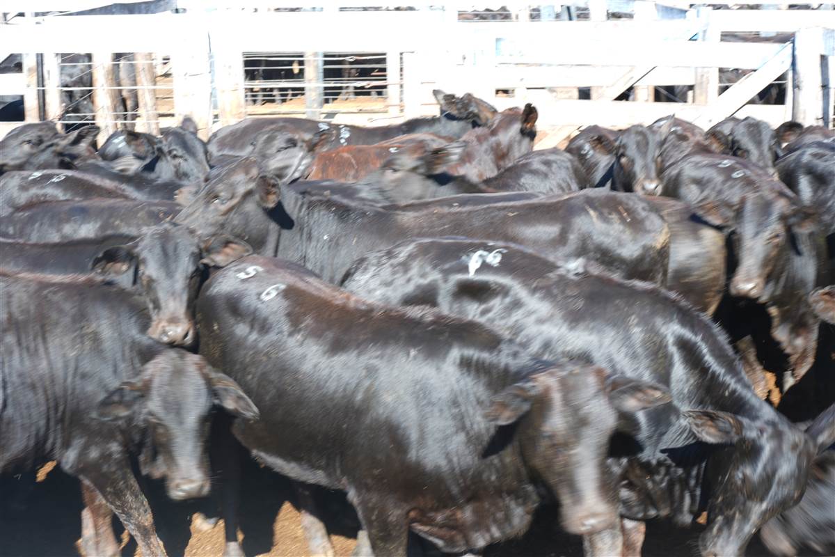 Clique para ver - Foto 1