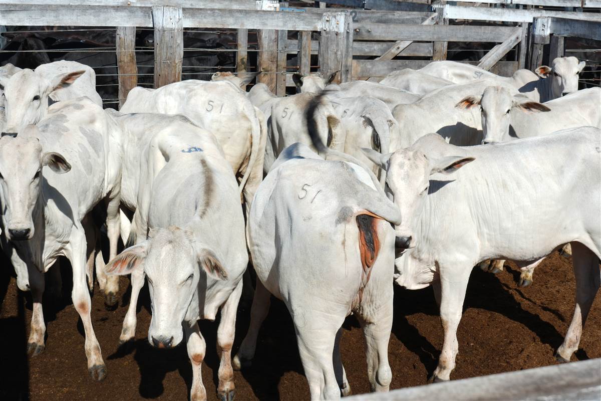 Clique para ver - Foto 0