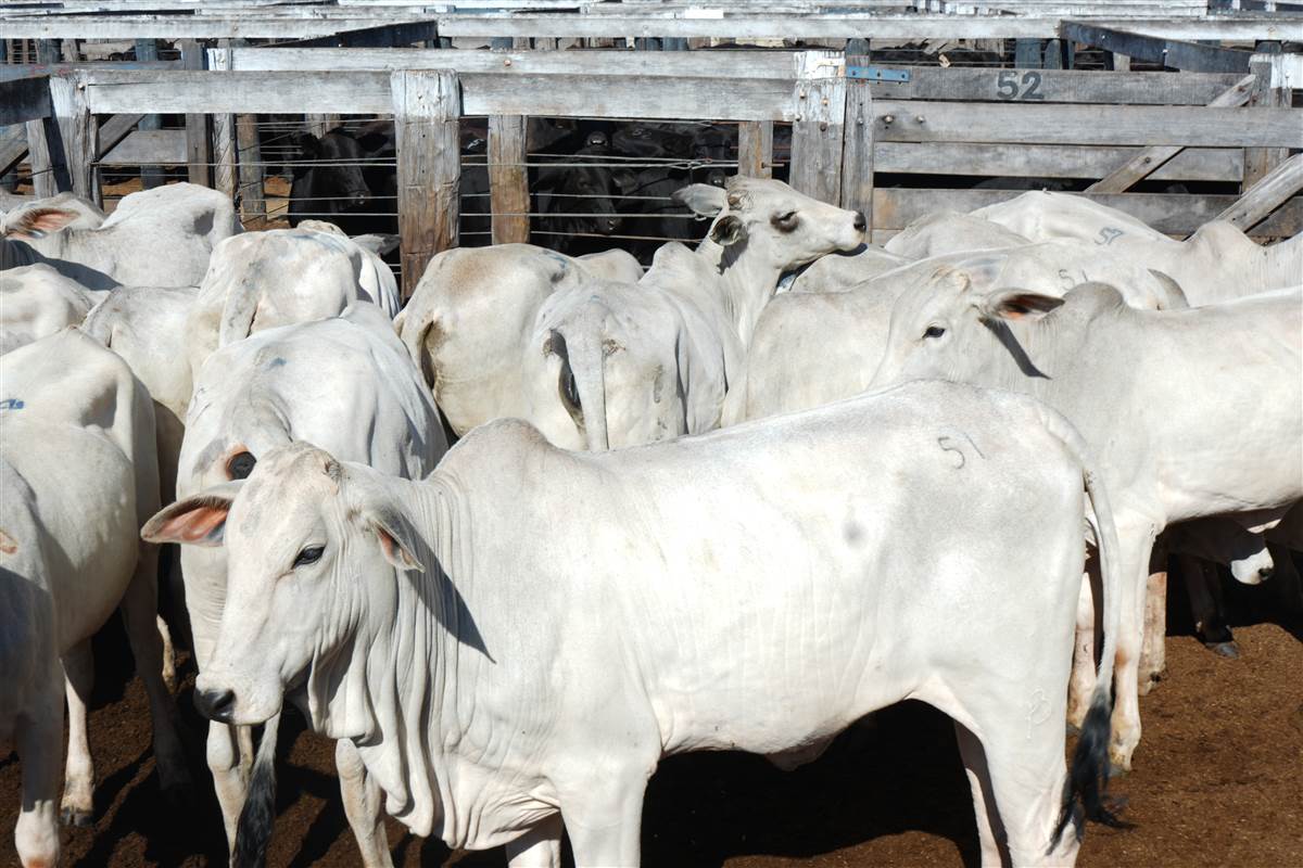 Clique para ver - Foto 1