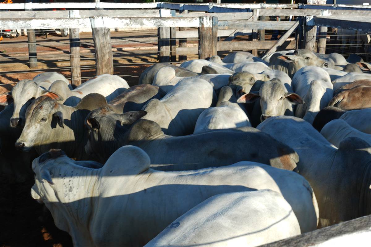 Clique para ver - Foto 0