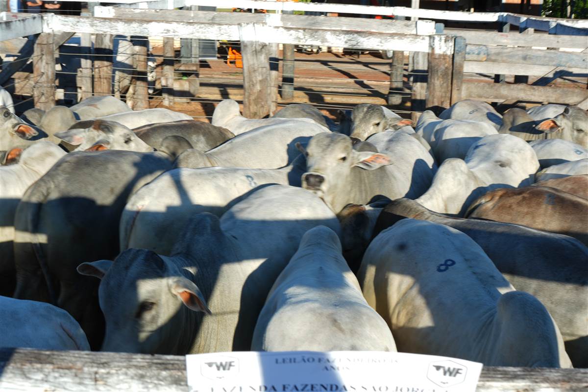 Clique para ver - Foto 1