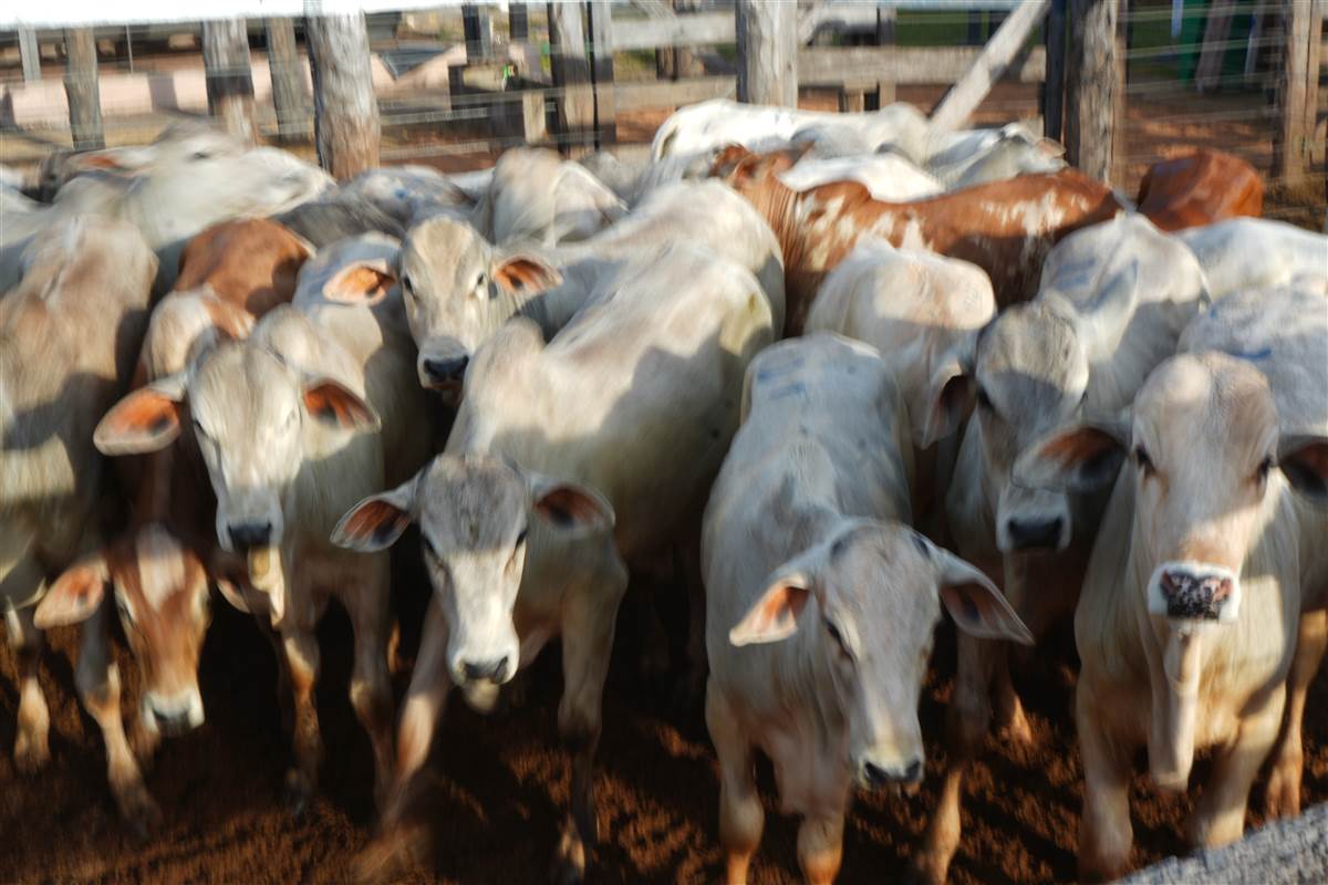 Clique para ver - Foto 0