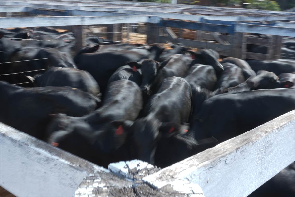 Clique para ver - Foto 0