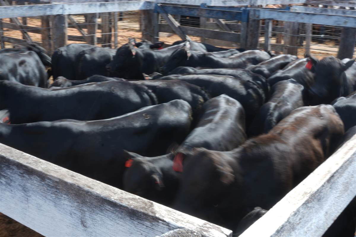 Clique para ver - Foto 0