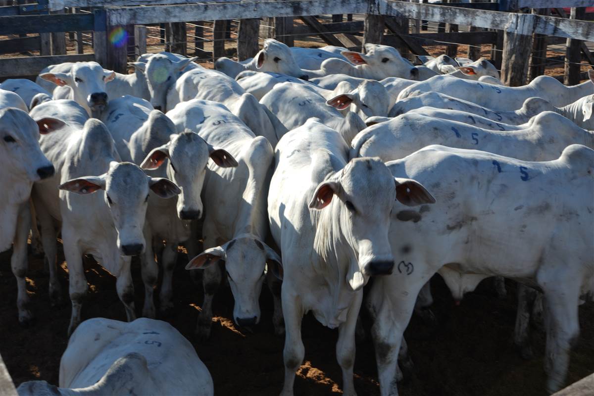 Clique para ver - Foto 0