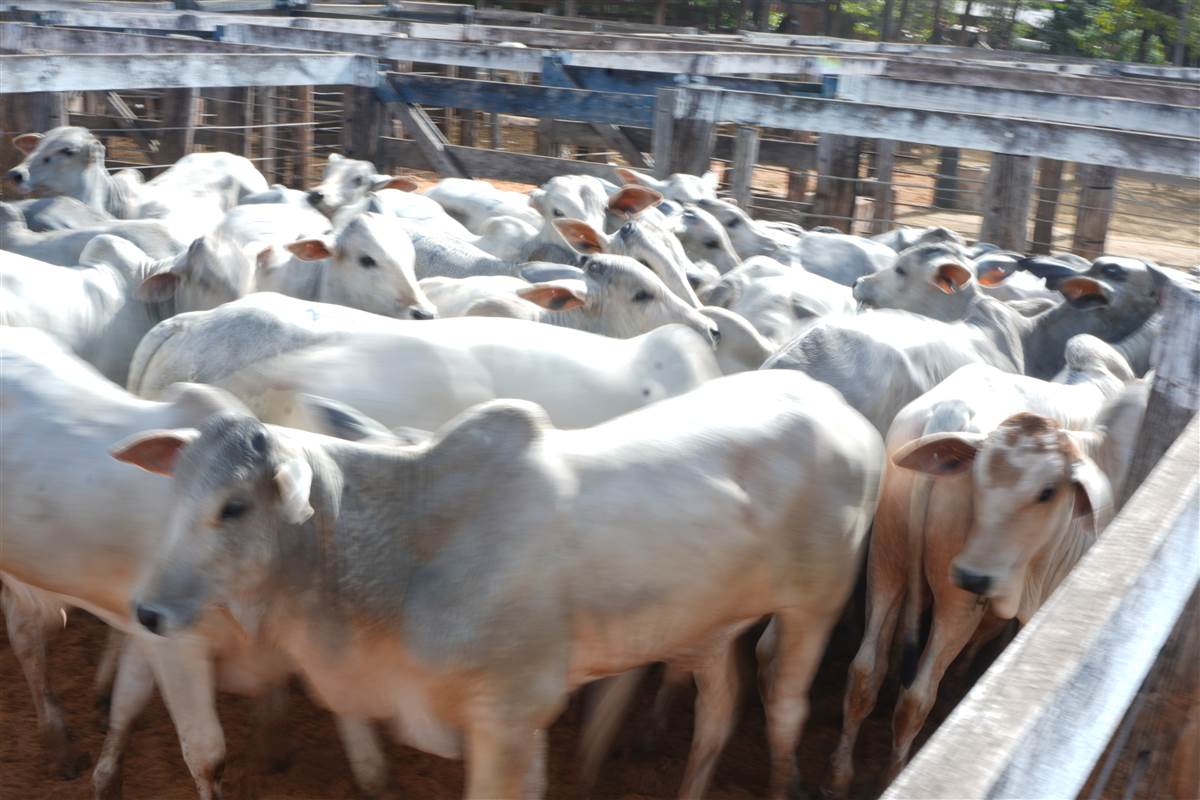 Clique para ver - Foto 0