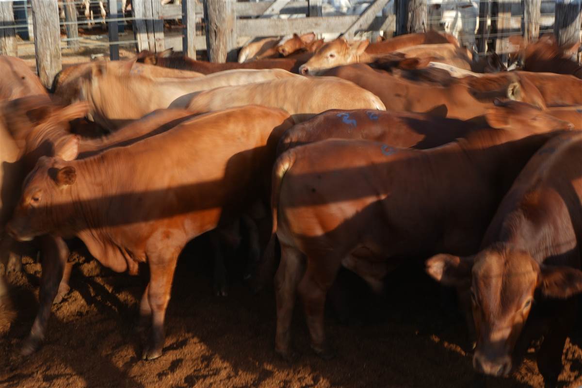 Clique para ver - Foto 0