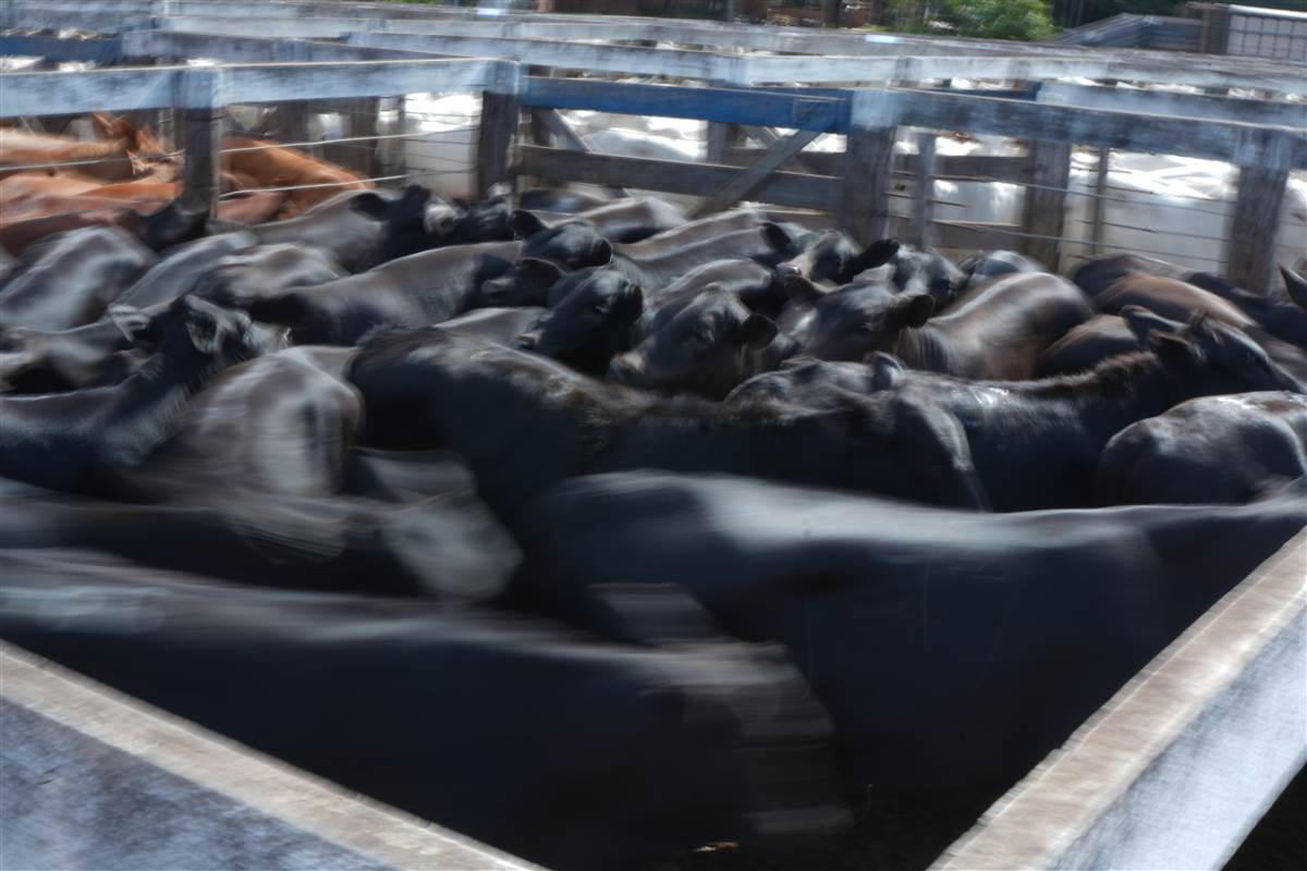 Clique para ver - Foto 0