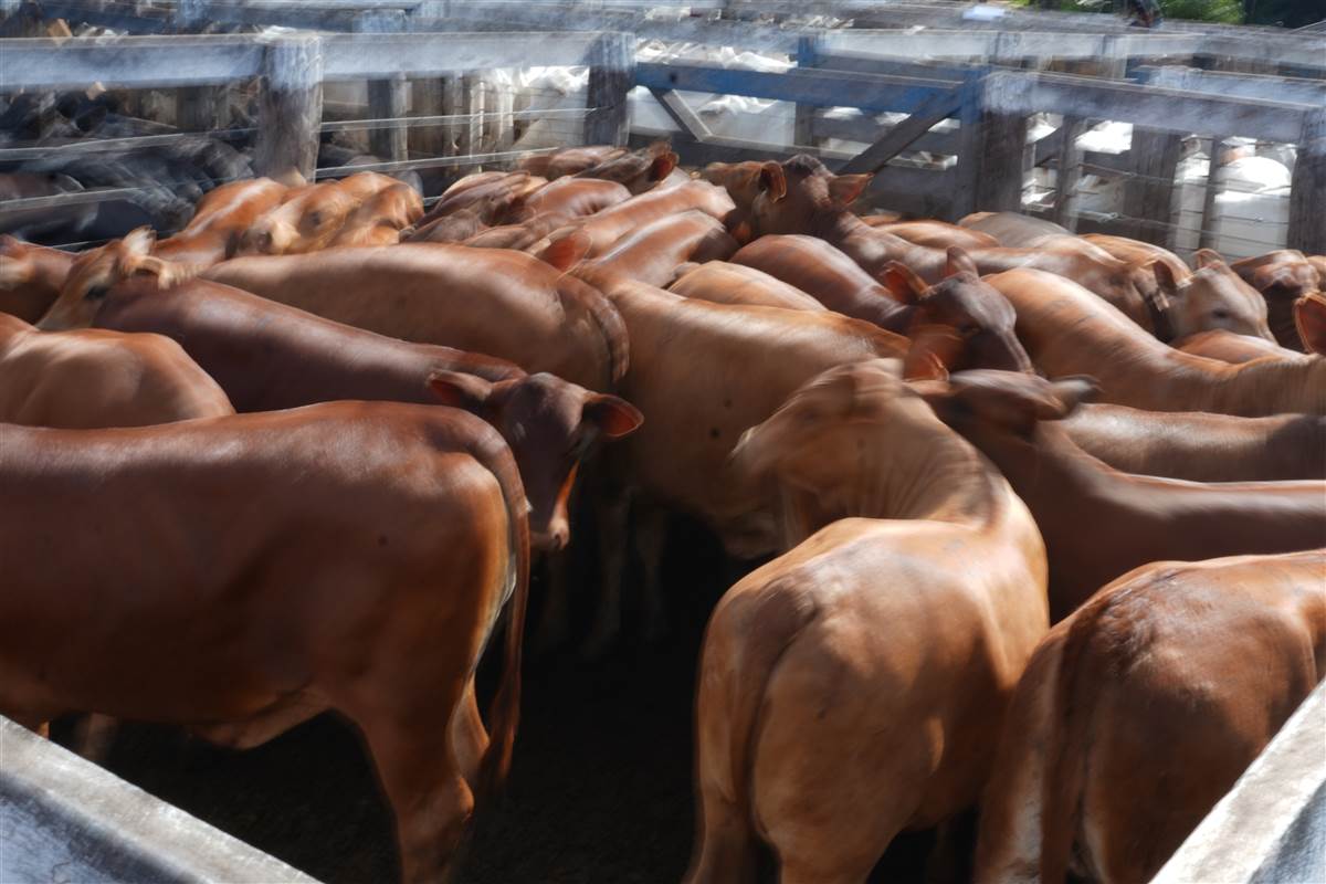 Clique para ver - Foto 0