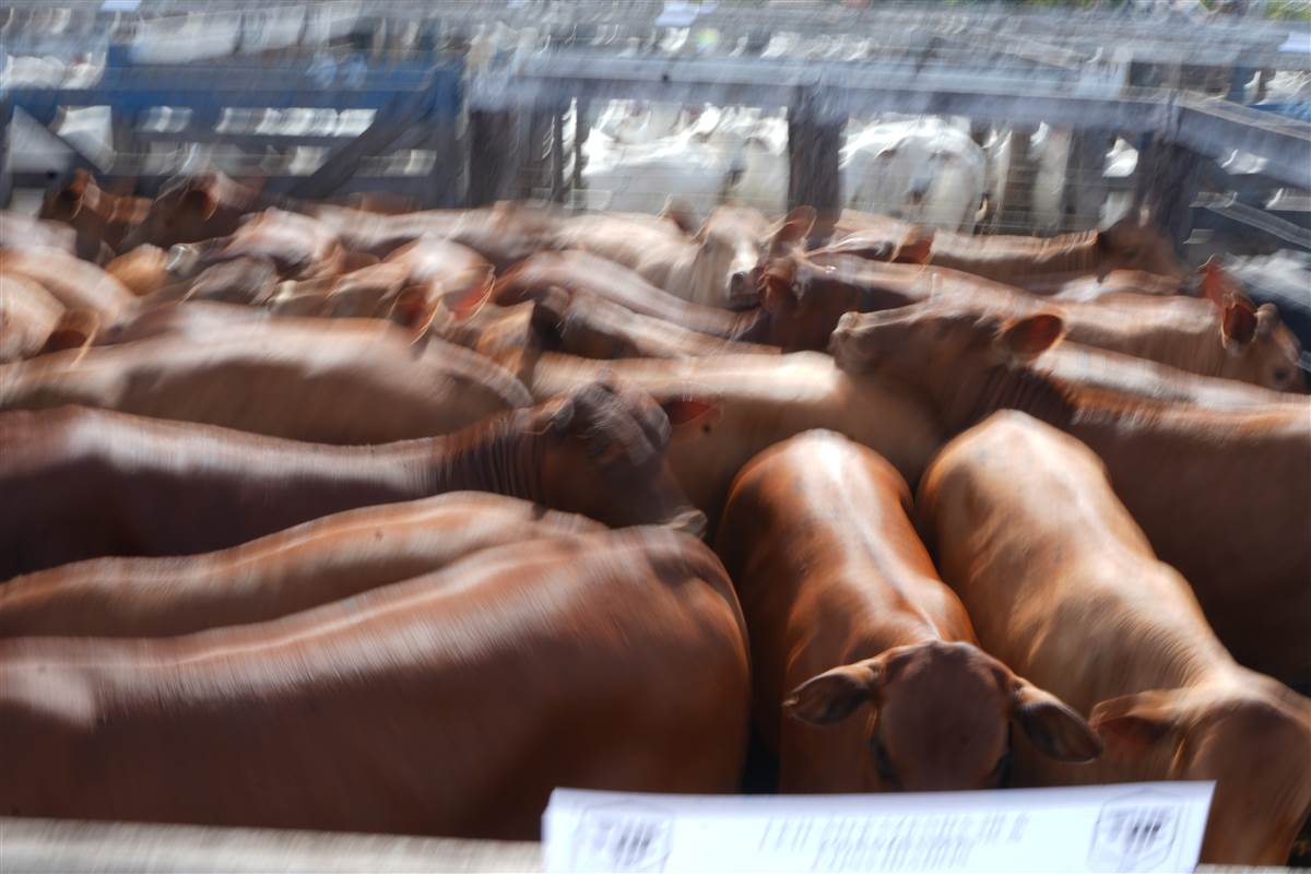 Clique para ver - Foto 1