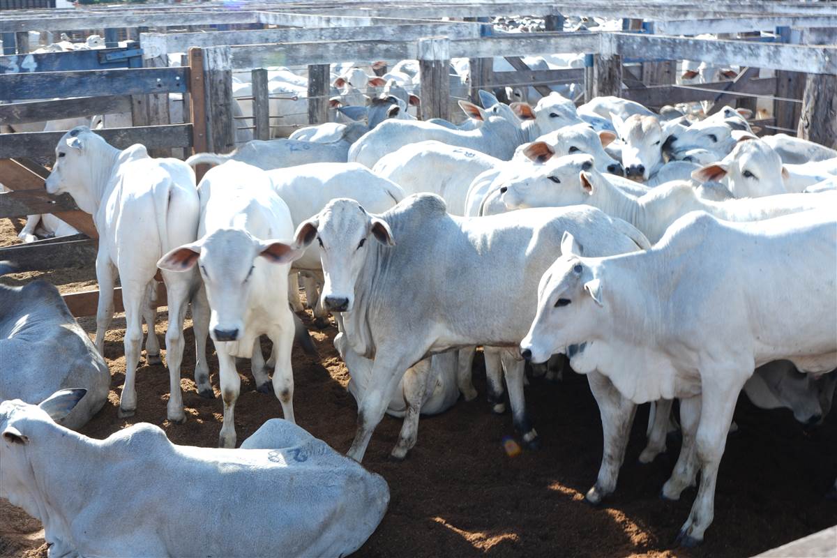 Clique para ver - Foto 0