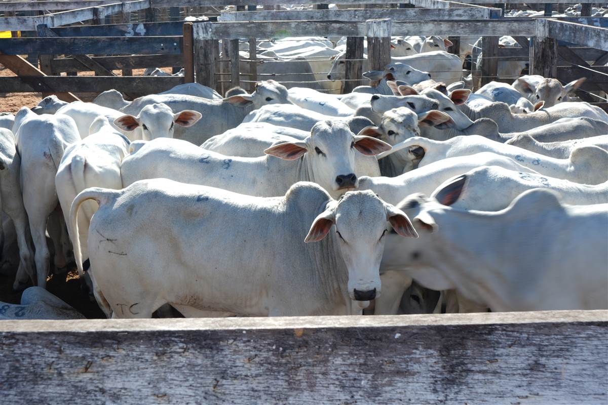 Clique para ver - Foto 1