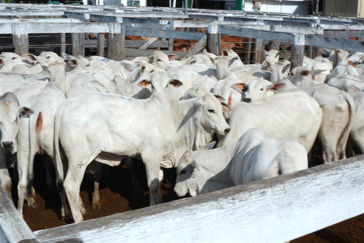 Clique para ver - Foto 0