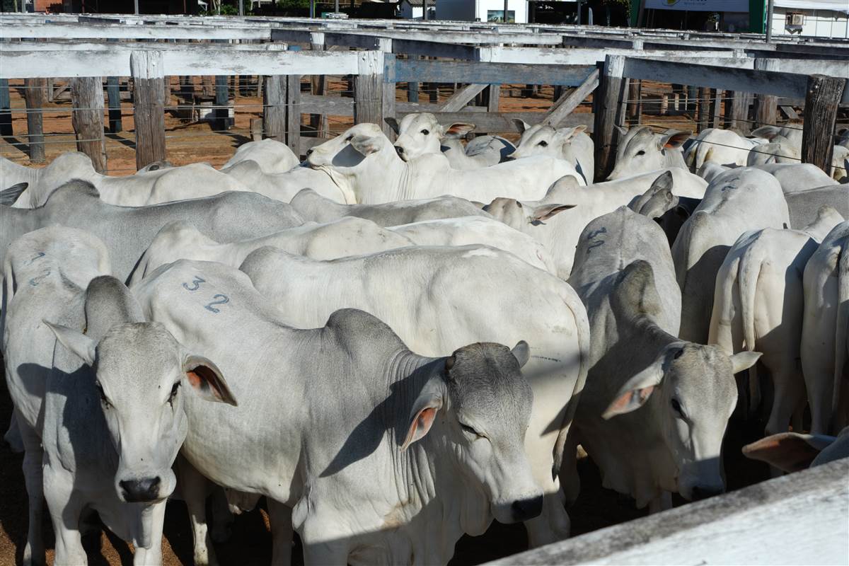 Clique para ver - Foto 0