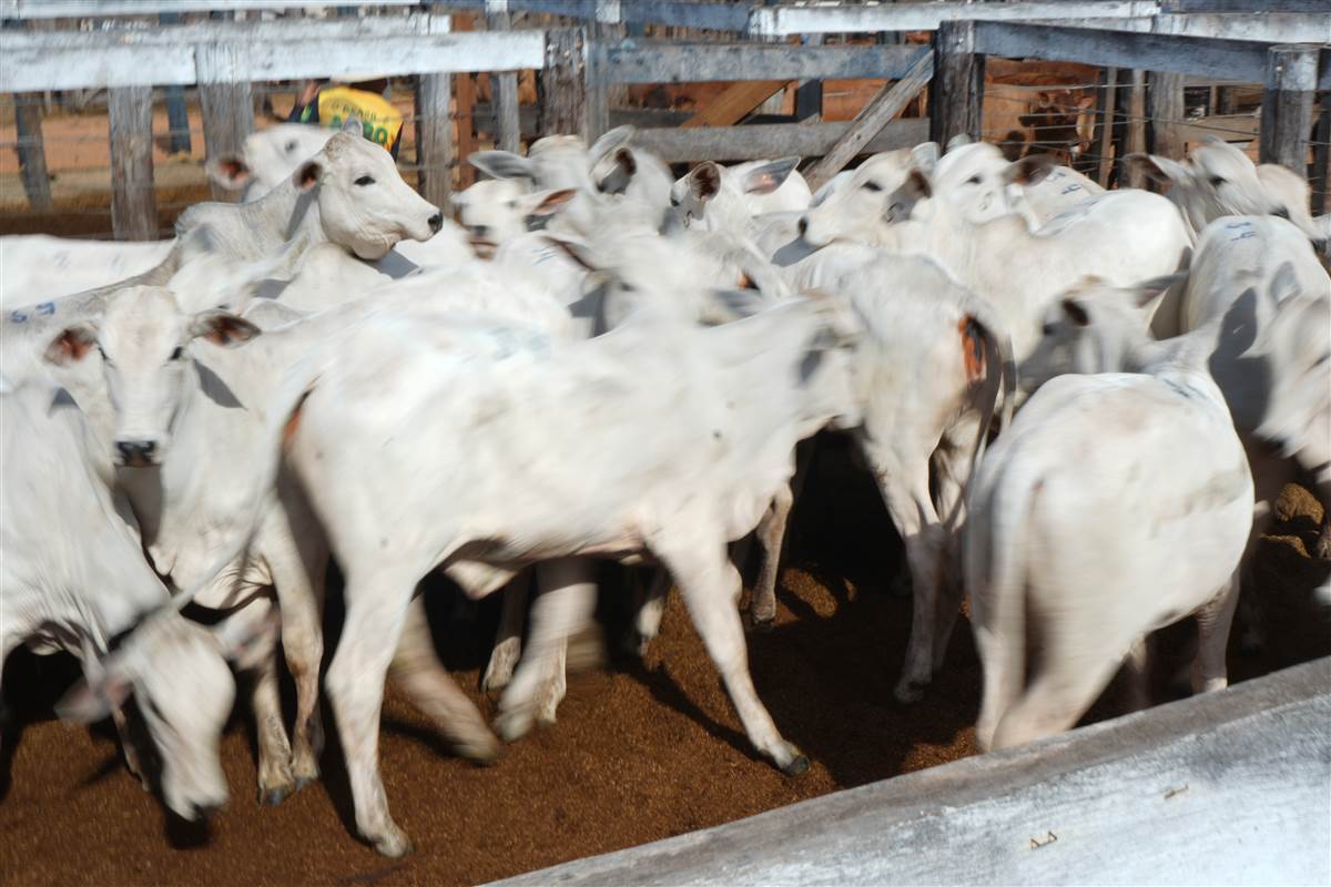 Clique para ver - Foto 0