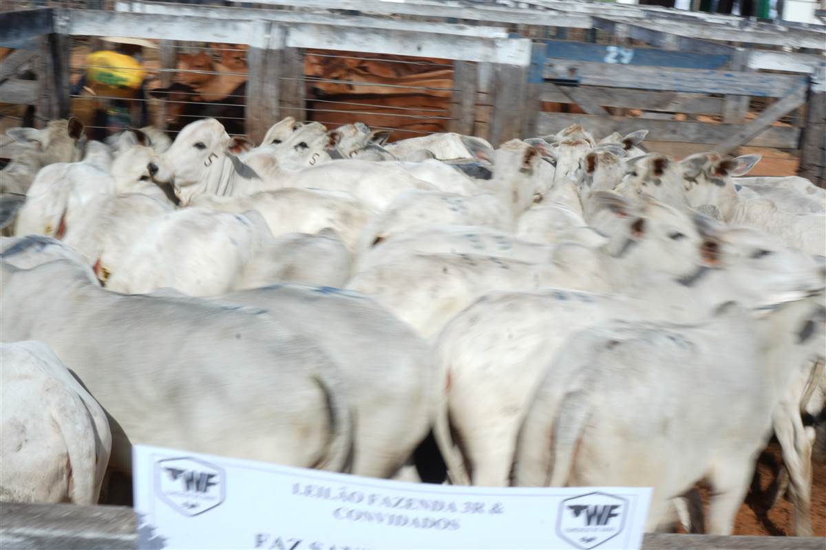 Clique para ver - Foto 1