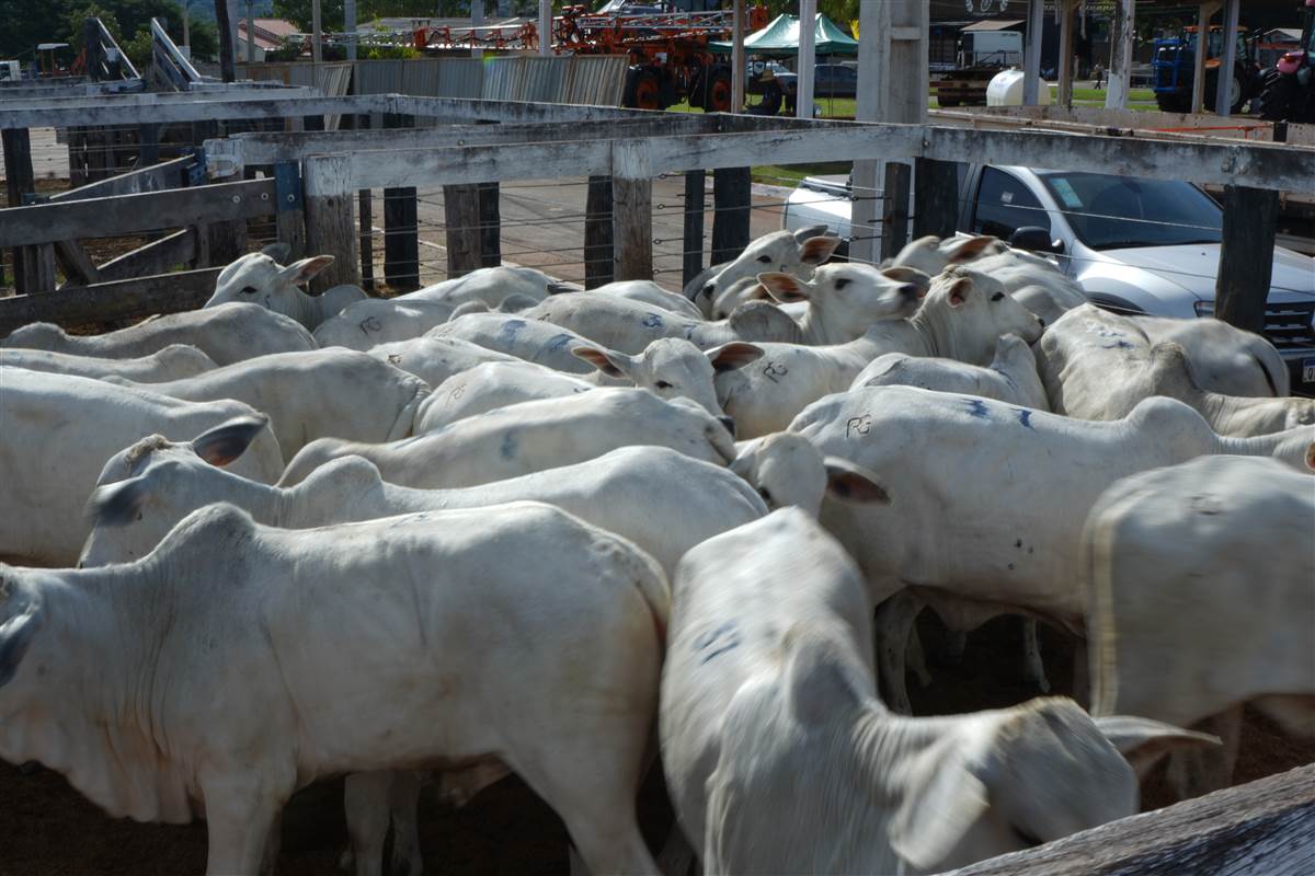 Clique para ver - Foto 0