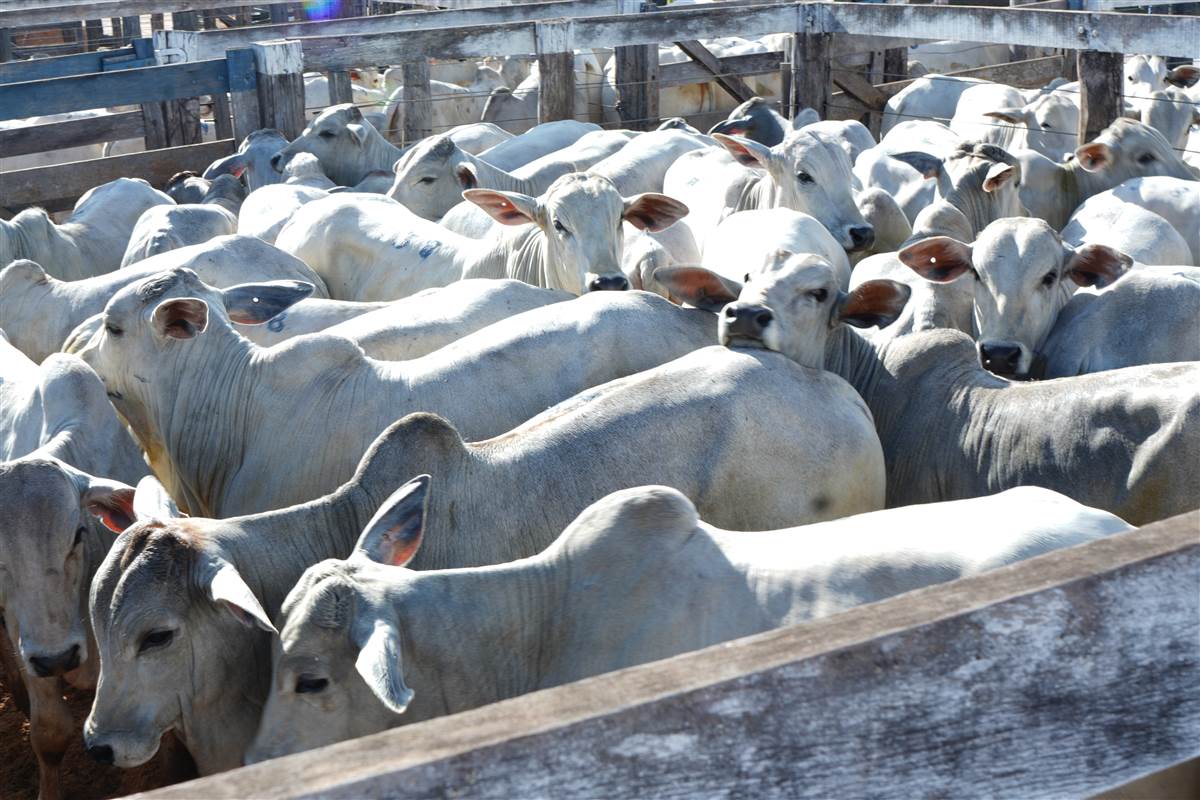 Clique para ver - Foto 0