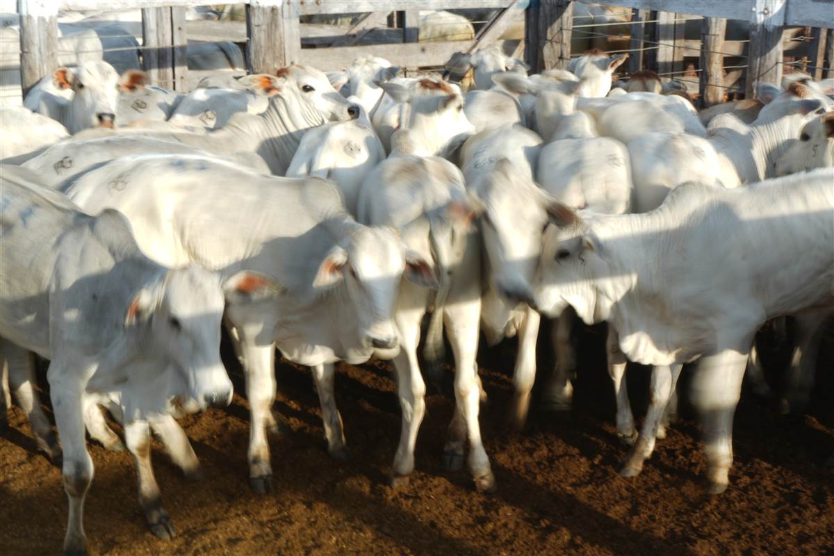 Clique para ver - Foto 0