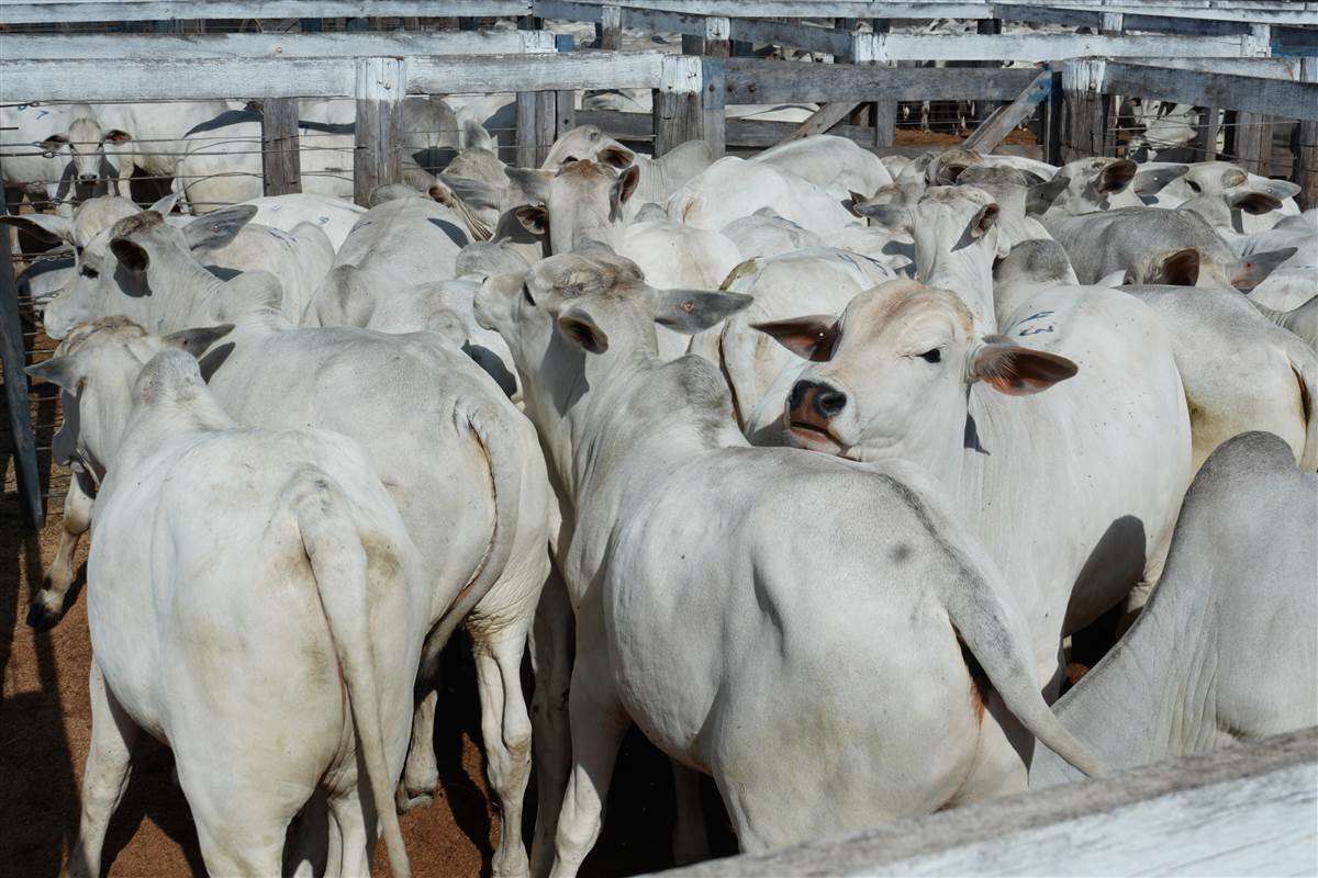 Clique para ver - Foto 0