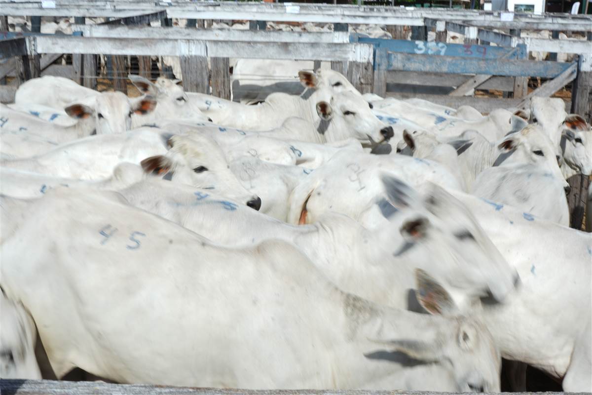 Clique para ver - Foto 1