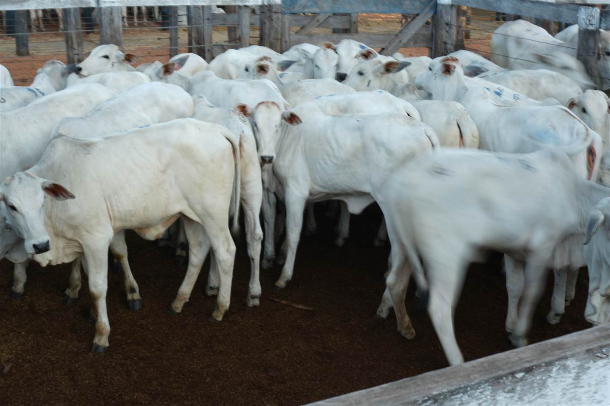 Clique para ver - Foto 0