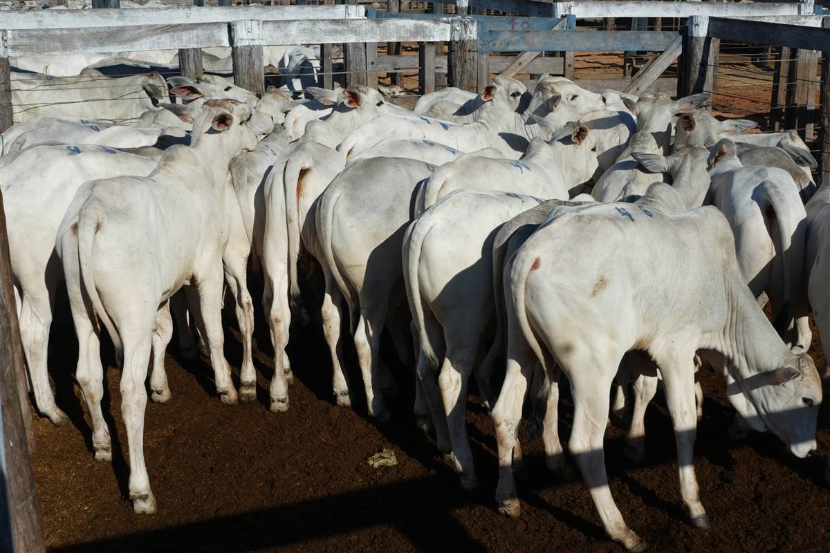 Clique para ver - Foto 0