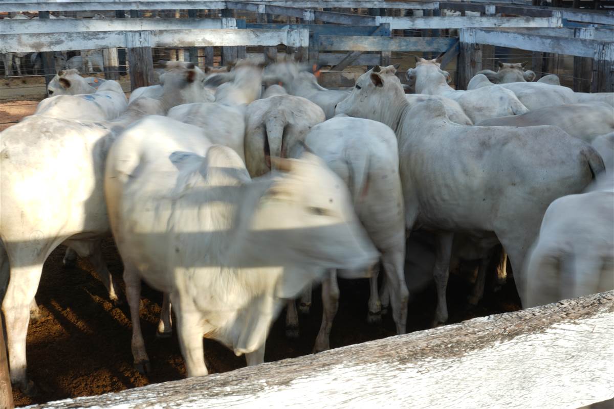 Clique para ver - Foto 0