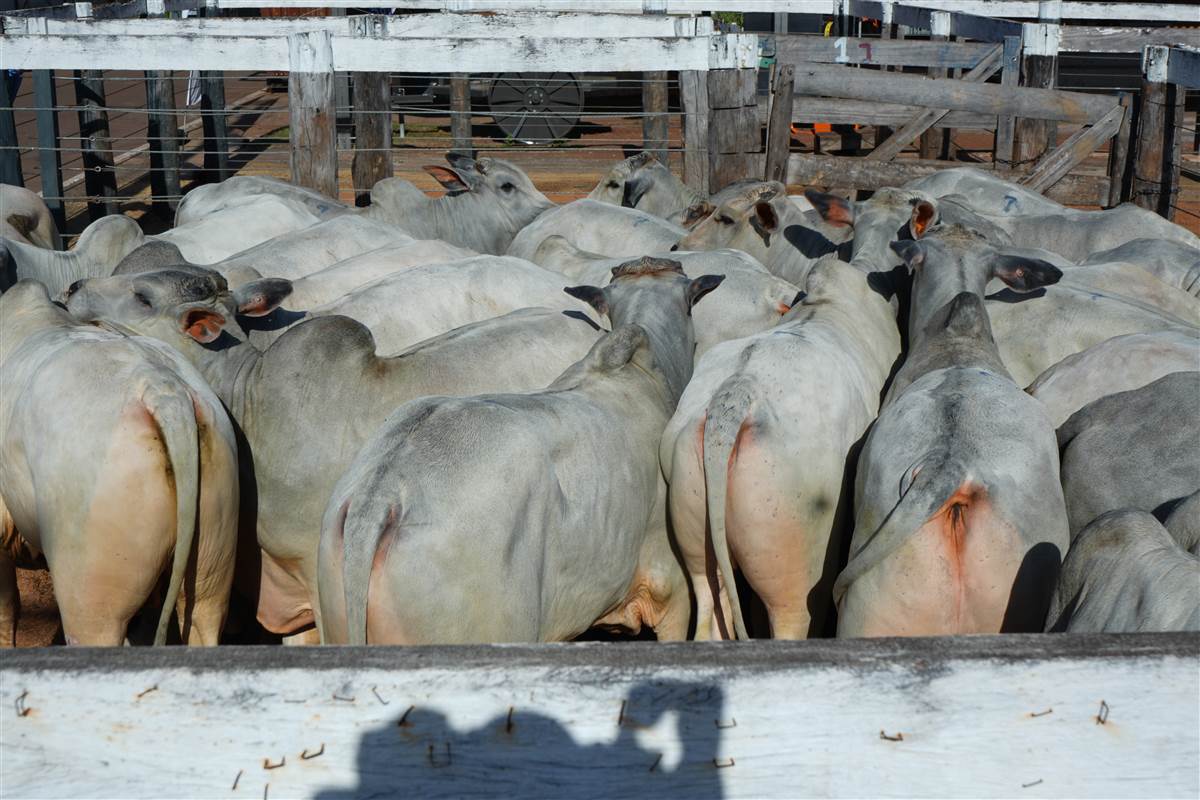 Clique para ver - Foto 1